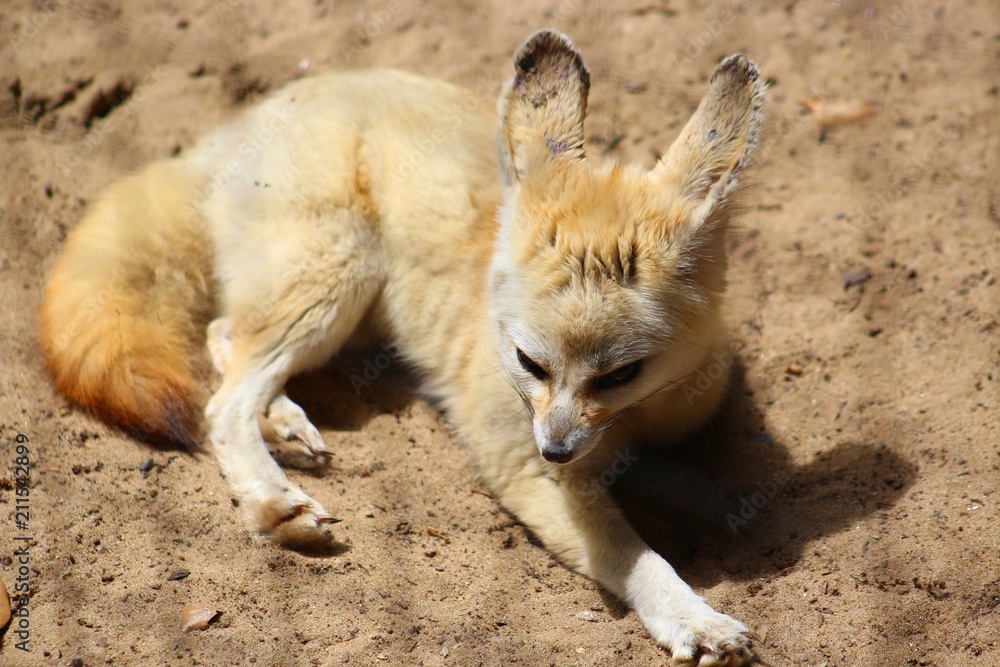 fennec dans son enclos au zoo