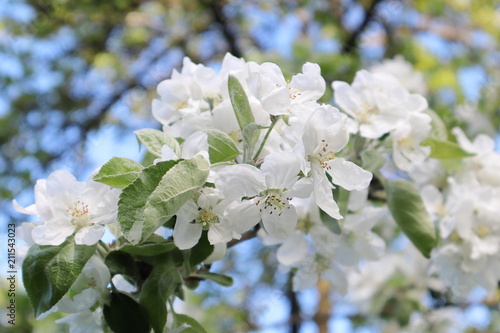 Apple trees in bloom © Олег Залесский