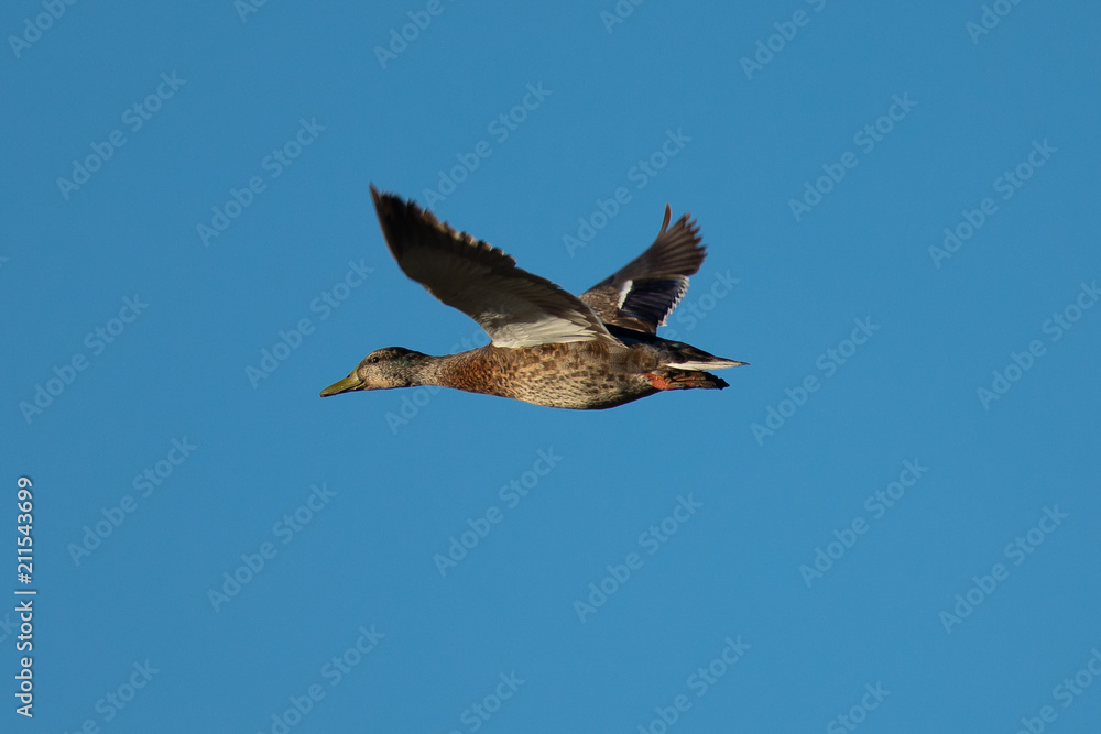 Fototapeta premium wild duck flying in the wild