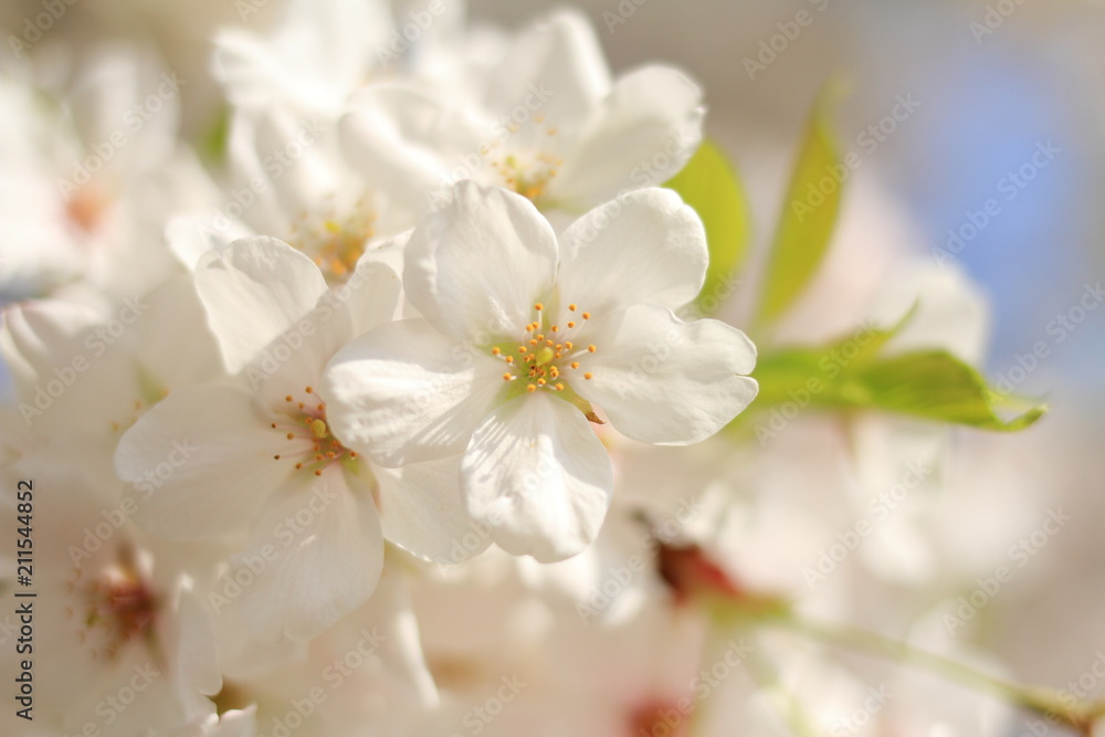 青空と桜