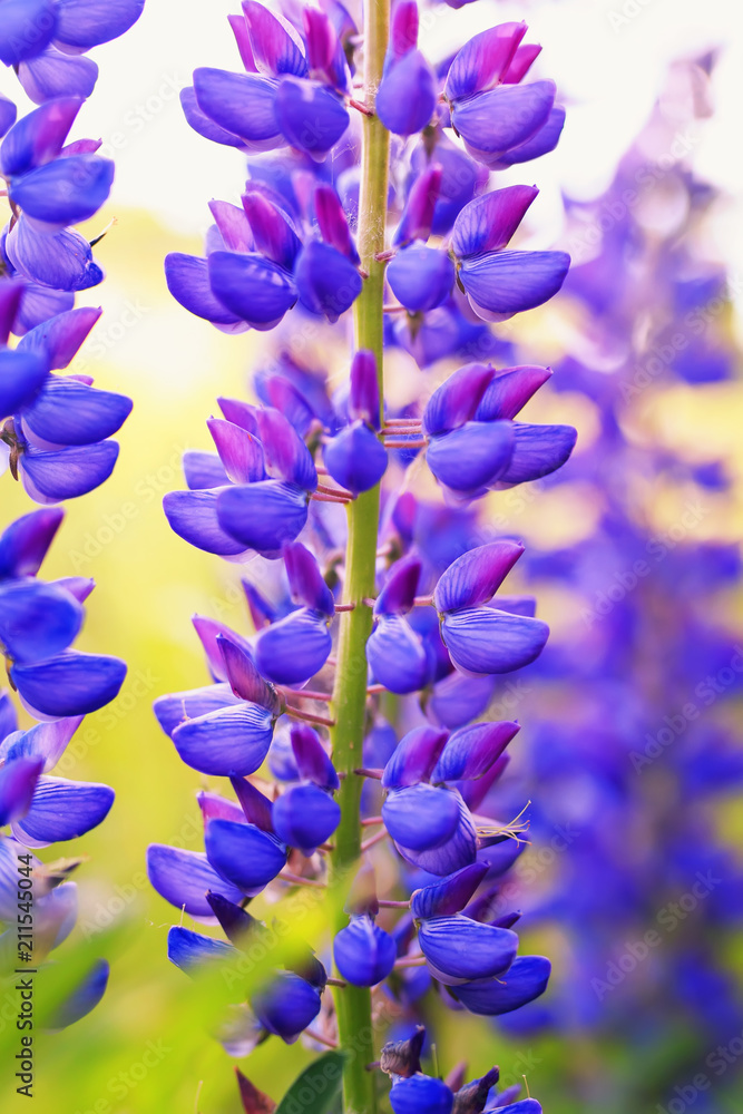 vertical background of bright beautiful blue lupine flowers grow in the spring garden on a sunny day