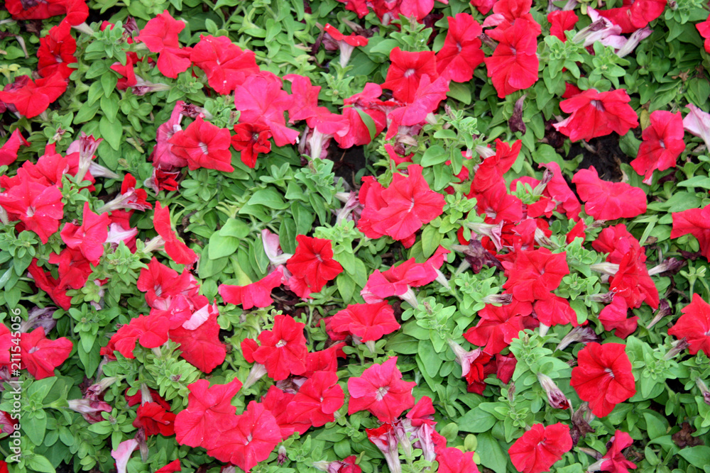flower flower