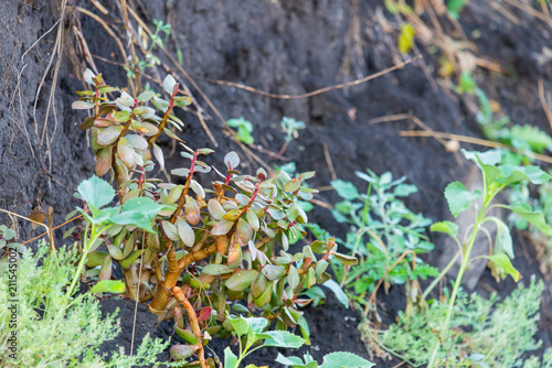 Succulent houseplant Crassula in wild nature on ground