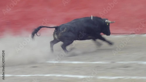 Bull charges out of the gate at the opening of a bull fight