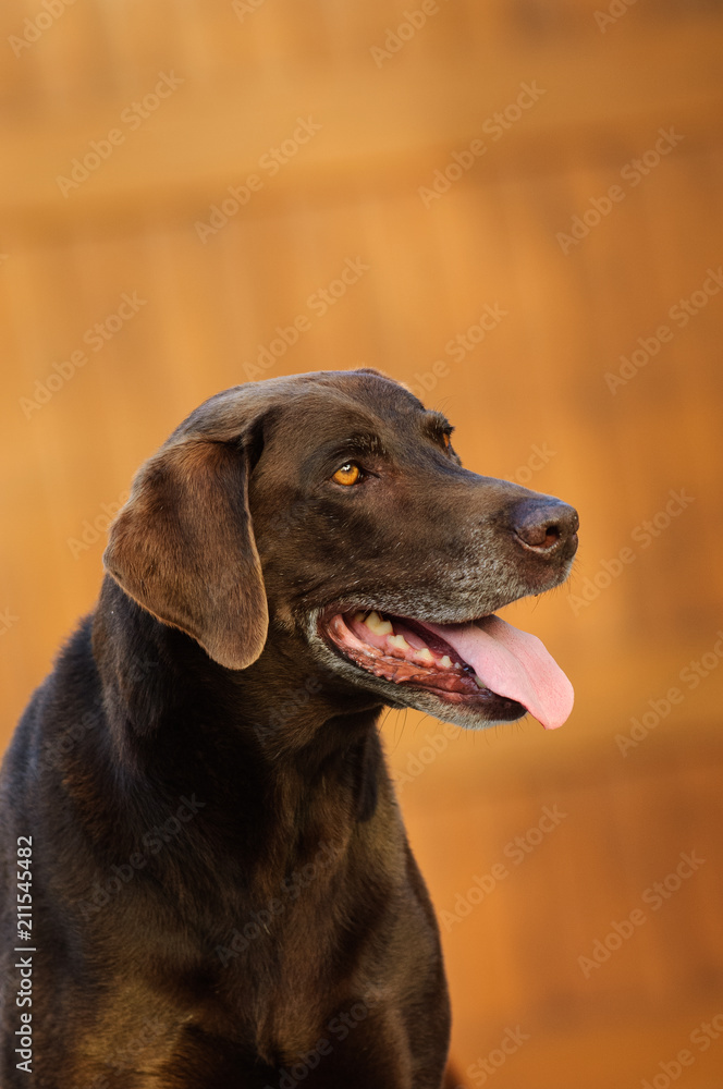 Chocolate Labrador Retriever dog outdoor portrait by wooden door