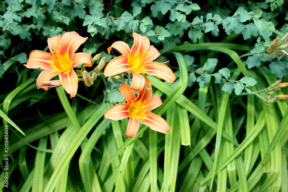 orange orange