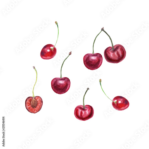Ripe cherries painted with watercolor on white background. Botany illustration