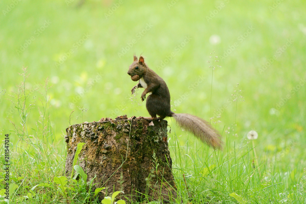 Obraz premium リス