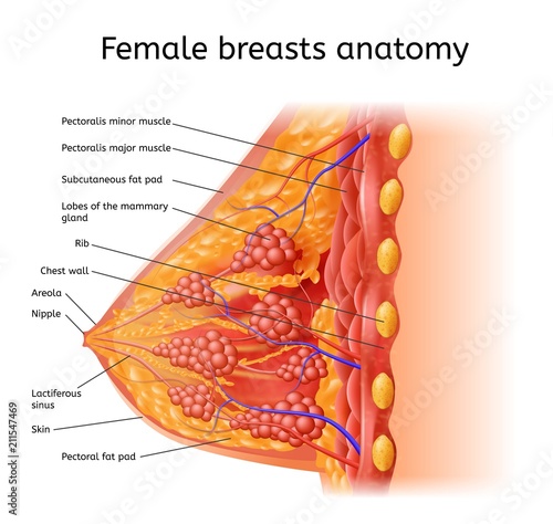 Human Female Brest Anatomy Medical Vector Scheme