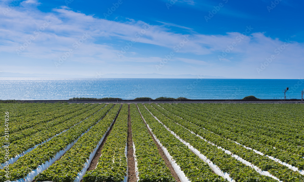 A strawberry field with the pacific ocean in the background. California