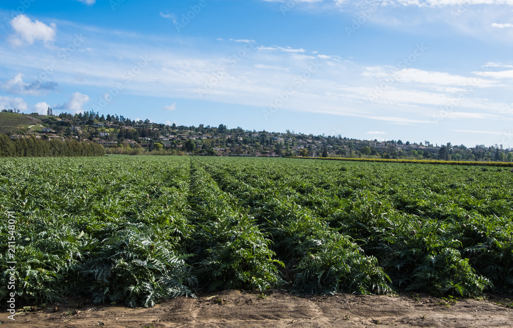 An artichoke field in southern California on a beautiful day