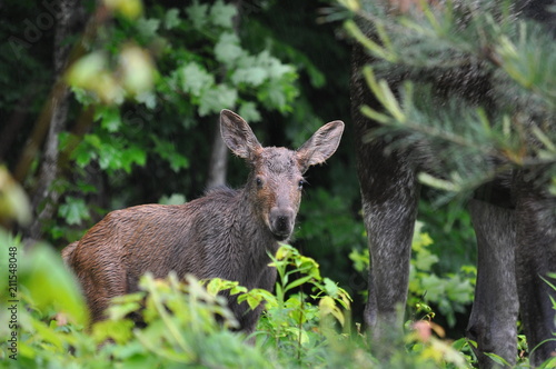 Fototapeta Naklejka Na Ścianę i Meble -  Baby moose calf in Algonquin Park
