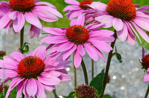 Echinacea or purple coneflower is native to the American grasslands and tall grass prairie and is used in gardening but also as an herb to help build immune system