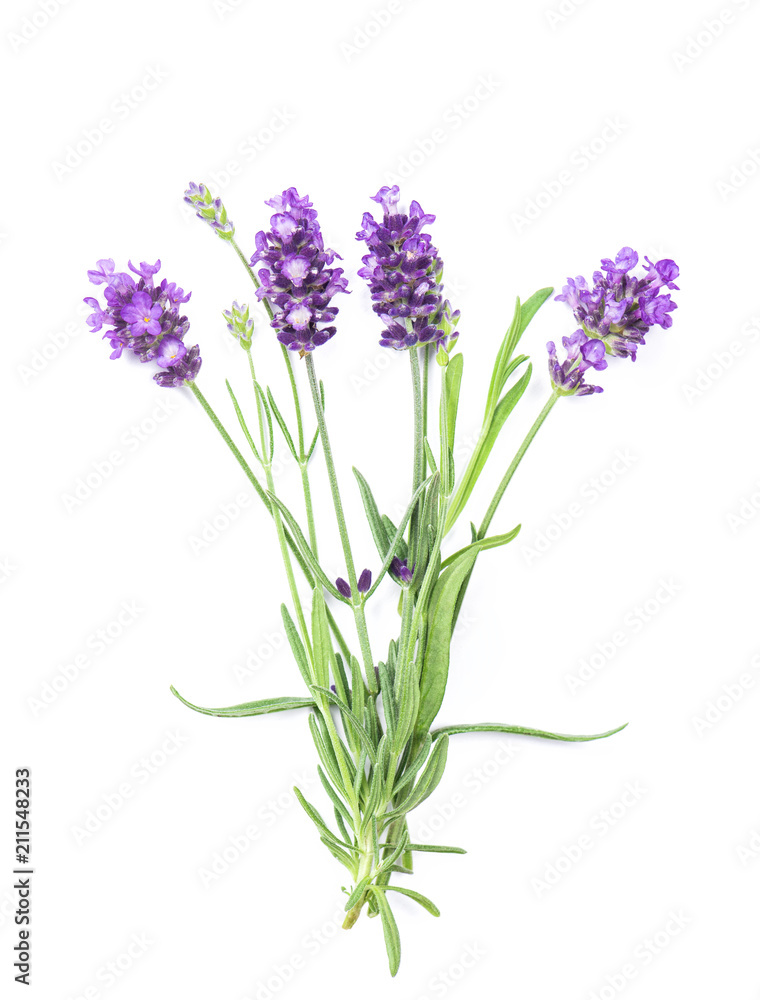 Fototapeta premium Lawenda zioło kwiaty na białym tle