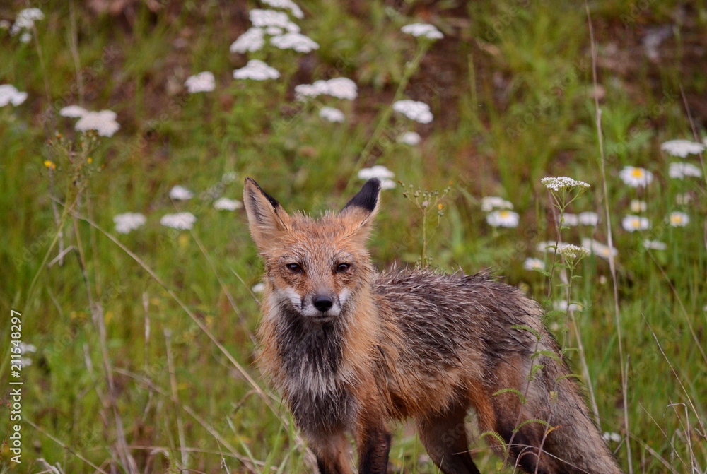Naklejka premium Red fox walking in forest