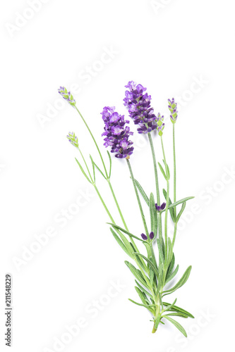 Fototapeta Naklejka Na Ścianę i Meble -  Lavender herb flower isolated white background