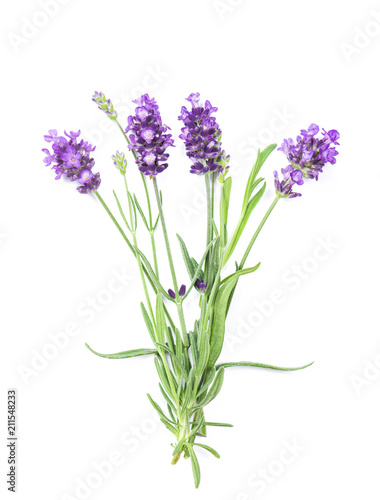 Lavender herb flowers isolated white background