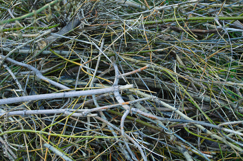 Background of scattered tree branches. Close-up.