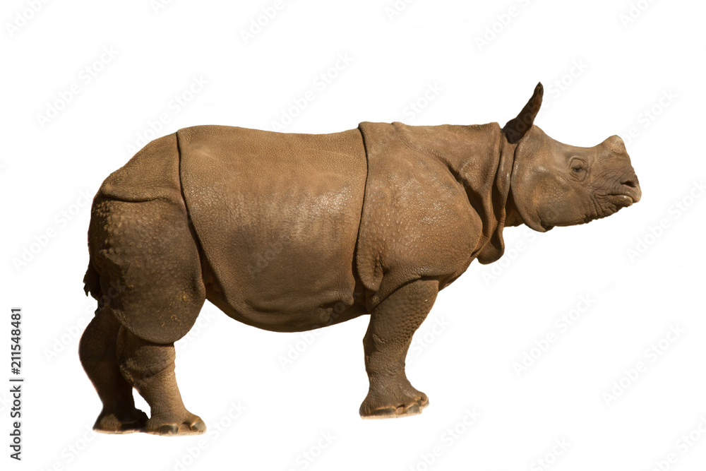 Fototapeta premium White rhinoceros, square-lipped rhinoceros (Ceratotherium simum), baby.