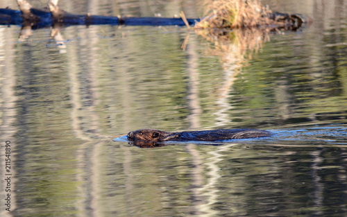 Wild North American Beaver swimming in calm water © Bob