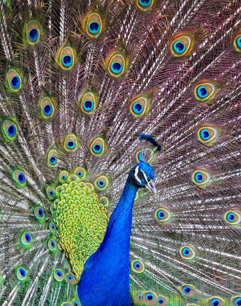 Obraz premium A dancing Peacock The peacock is an adaptable bird. Seen in unexpected places it is a common sight in parks
