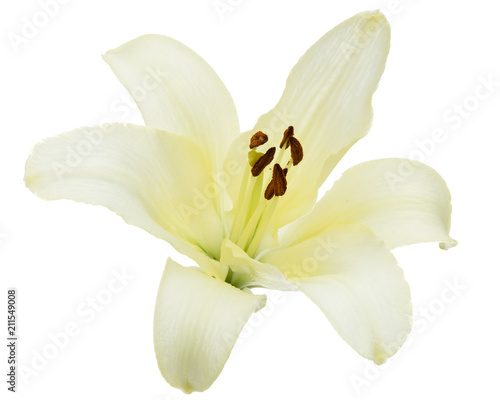 Flower of white lily  isolated on white background