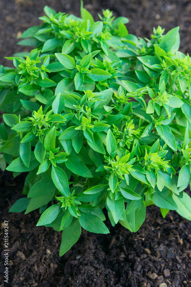 Culinary Herbs Growing. Sprouts of Fresh Young Green Basil in Soil in Garden. Italian Provence Cuisine Ingredients Healthy Plant Based Diet Culinary Herbs Growing. Sprouts of Fresh Young Green Basil in Soil in Garden. Italian Provence Cuisine Ingredients Healthy Plant Based Diet