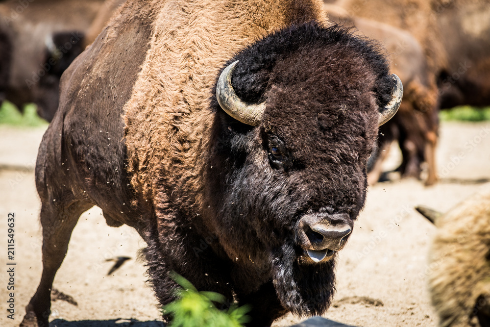 Fototapeta premium American Bison