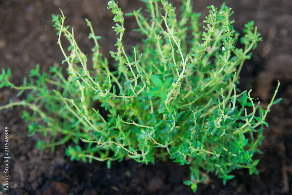 Culinary Herbs Growing. Sprouts of Fresh Young Green Thyme in Soil in Garden. Italian Provence Cuisine Ingredients Healthy Plant Based Diet Culinary Herbs Growing. Sprouts of Fresh Young Green Thyme in Soil in Garden. Italian Provence Cuisine Ingredients Healthy Plant Based Diet