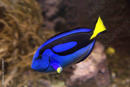 Blue tang or Regal tang or Palette surgeonfish (Paracanthurus hepatus ) . photo