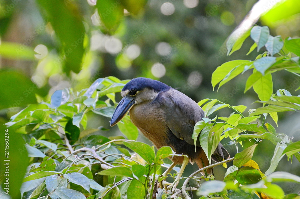 Boat billed heron in the wild near La Fortuna, Costa Rica Boat billed heron in the wild near La Fortuna, Costa Rica