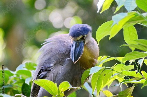 Boat billed heron in the wild near La Fortuna, Costa Rica photo