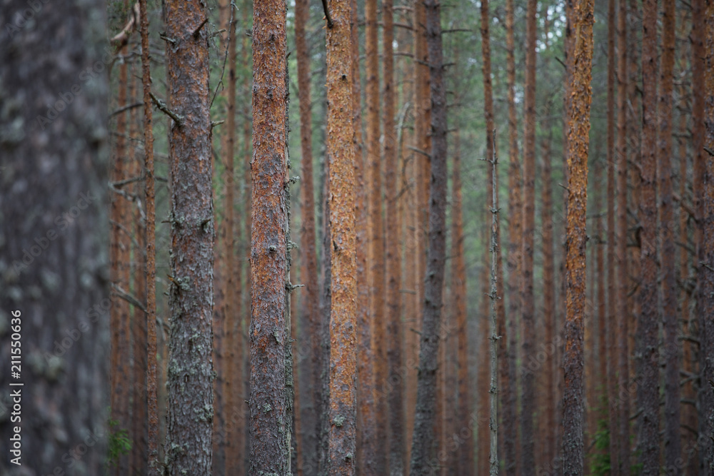 Fototapeta premium Pine forest background
