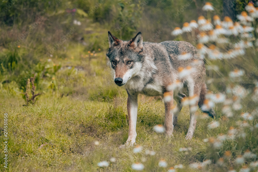a lonely wolf in the woods with out of focus flowers in the foreground