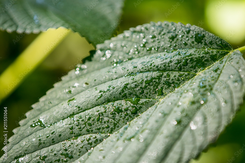 Macro Leafs in Nature Macro Leafs in Nature