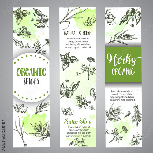 Herbs and spices vertical banners. Herb, plant, spice hand drawn set. Organic garden herbs engraving. Botanical sketches. Garlic, ginger, cloves and onion vector