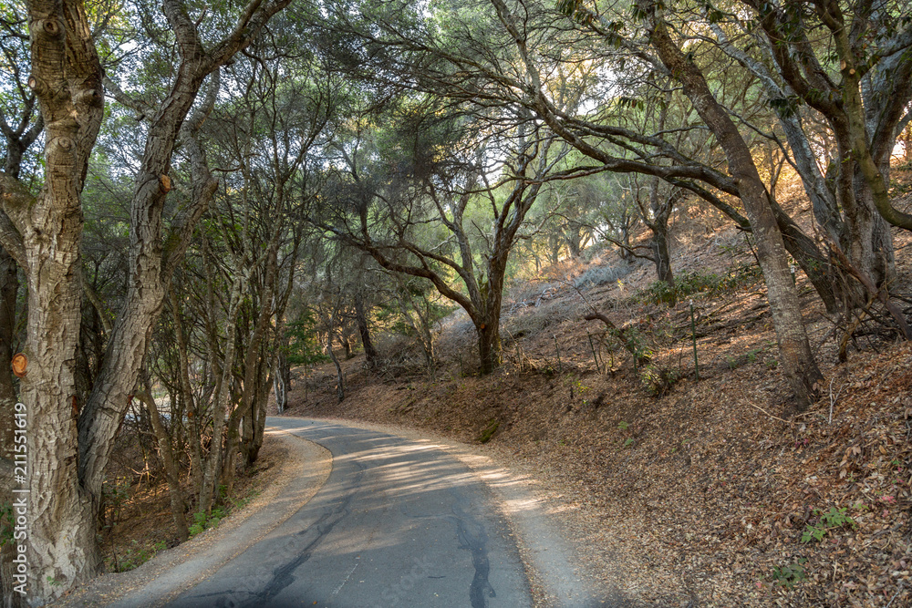Leafy Tunnel on a Winding Hiking Path Leafy Tunnel on a Winding Hiking Path
