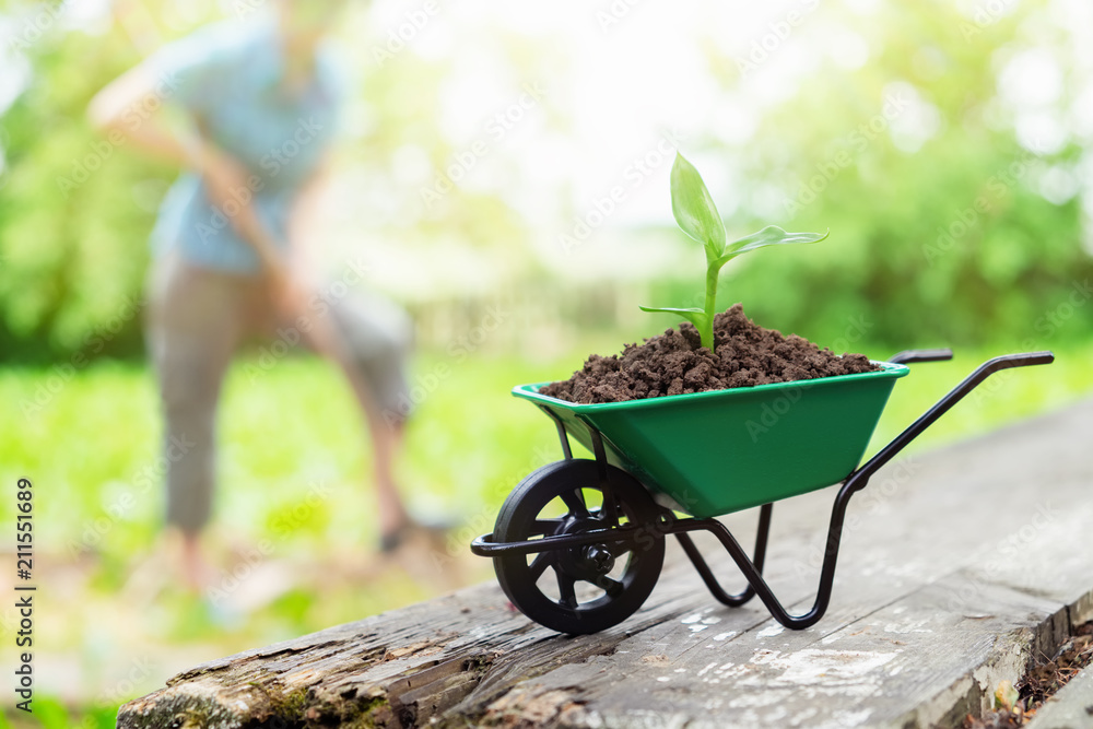 Wheelbarrow with growing seedling. Woman working in the garden in background not in focus.