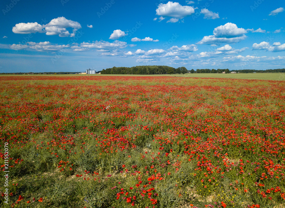 Poppy fields. View from above. A lot of red flowers.
