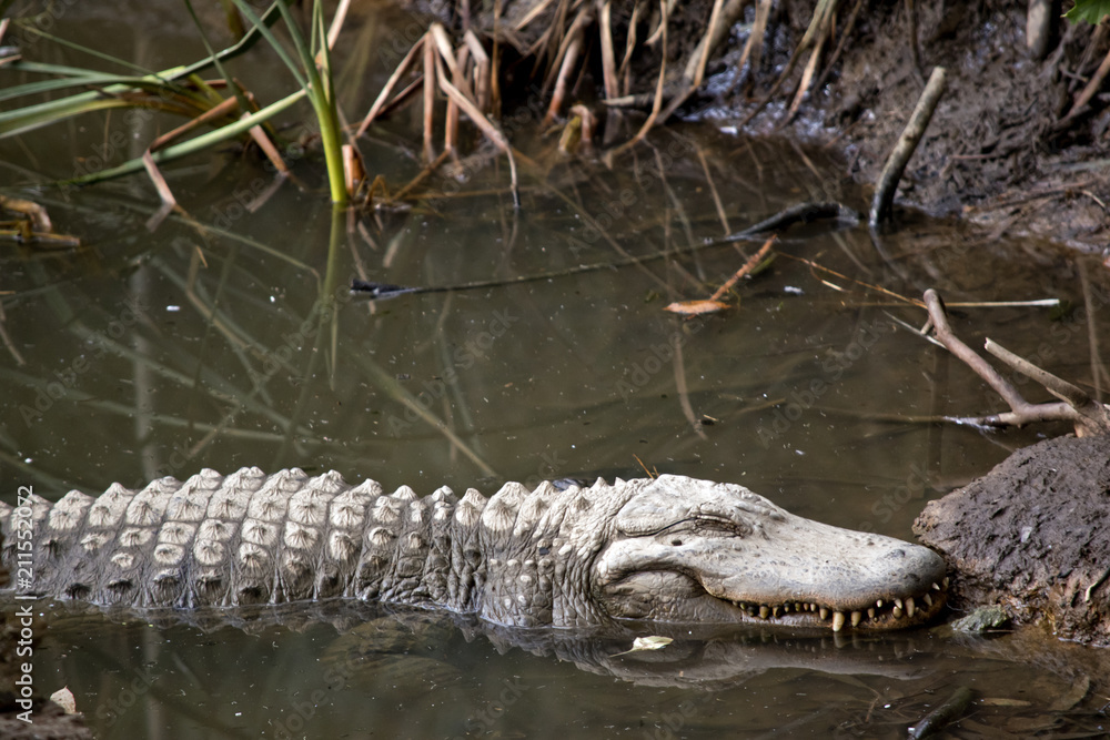an alligator side view