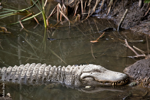 an alligator side view