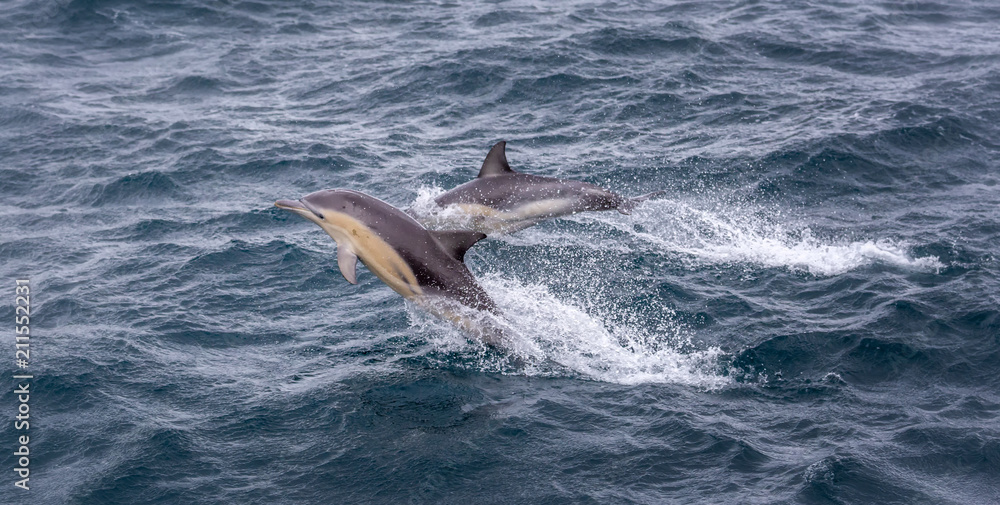 Naklejka premium Two common dolphins jumping in the waves on a cold winter day in Australia.