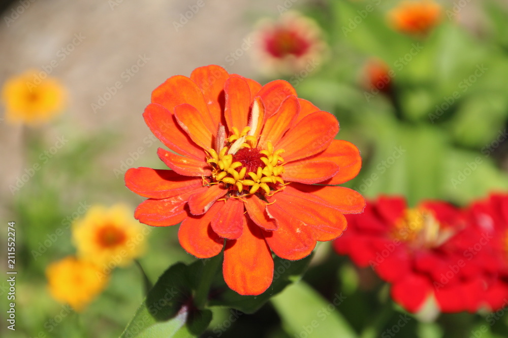 Orange Zinnia, Fort Edmonton Park, Edmonton, Alberta Orange Zinnia, Fort Edmonton Park, Edmonton, Alberta