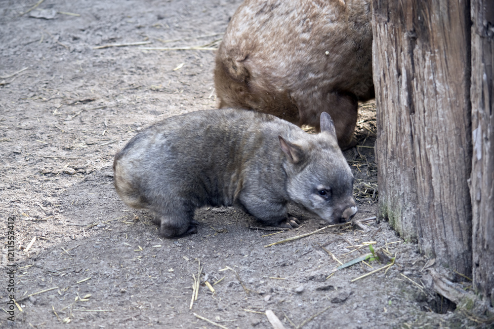 Naklejka premium A young wombat