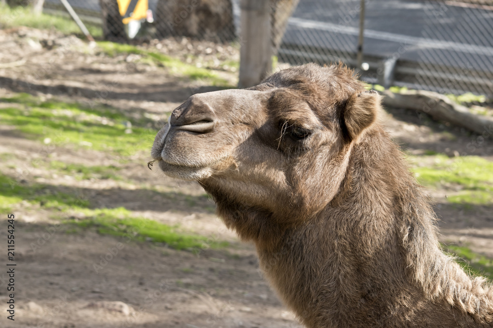 camel one hump