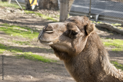 camel one hump