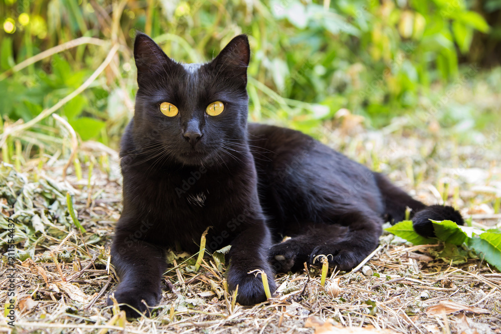 Beautiful bombay black cat with yellow eyes lies outdoors in nature