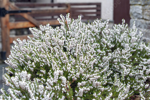 A bunch of Erica carnea, flowering subshrub plant also known as Springwood White, Winter Heath, Snow Heath, and Heather, with abundant small, urn-shaped, silvery white flowers and needle green foliage