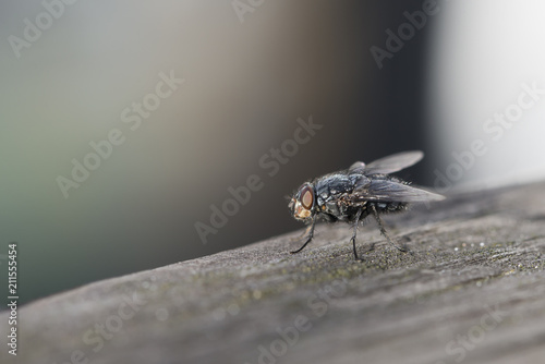 Close-up of a blow fly resting on a weathered wooden railing. 