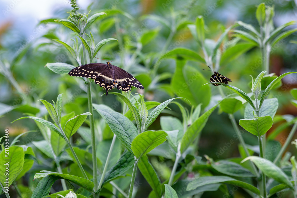 Eastern Black Swallowtail butterfly and Zebra Longwing butterfly resting on a green bush in a garden
